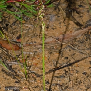 Corunastylis laminata at Yerriyong, NSW - 21 Feb 2015