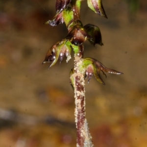 Corunastylis laminata at Yerriyong, NSW - suppressed