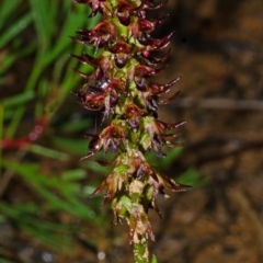 Corunastylis laminata at Yerriyong, NSW - suppressed