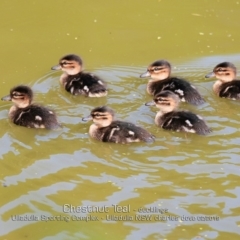 Anas castanea (Chestnut Teal) at Ulladulla, NSW - 12 Feb 2019 by CharlesDove