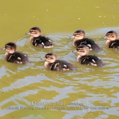 Anas castanea (Chestnut Teal) at Ulladulla, NSW - 12 Feb 2019 by CharlesDove