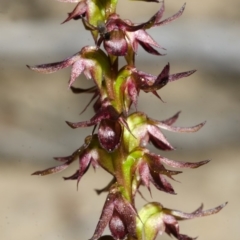 Corunastylis laminata (Red Midge Orchid) at Yerriyong, NSW - 28 Dec 2013 by AlanS