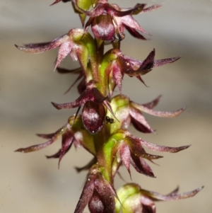 Corunastylis laminata at Yerriyong, NSW - suppressed