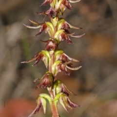 Corunastylis laminata at Yerriyong, NSW - suppressed