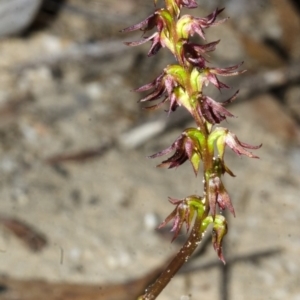 Corunastylis laminata at Yerriyong, NSW - suppressed