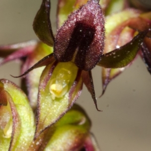 Corunastylis laminata at Yerriyong, NSW - suppressed