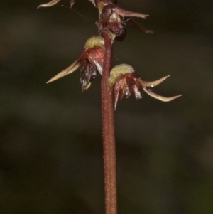 Corunastylis laminata at West Nowra, NSW - suppressed