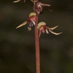 Corunastylis laminata (Red Midge Orchid) at West Nowra, NSW - 25 Feb 2008 by AlanS