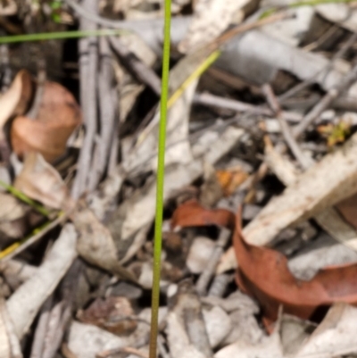 Corunastylis laminata (Red Midge Orchid) at Murramarang National Park - 6 Dec 2013 by AlanS