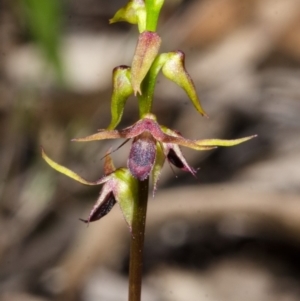 Corunastylis laminata at East Lynne, NSW - suppressed