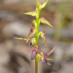 Corunastylis laminata at East Lynne, NSW - suppressed