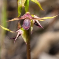 Corunastylis laminata at East Lynne, NSW - suppressed