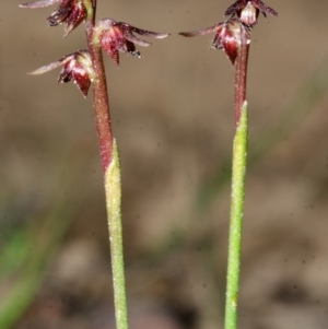 Corunastylis laminata at Falls Creek, NSW - 26 Apr 2014