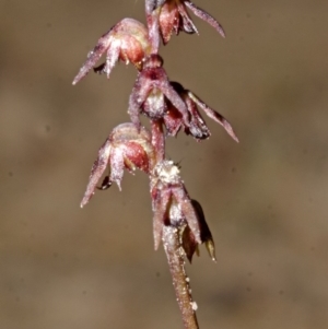 Corunastylis laminata at Falls Creek, NSW - suppressed