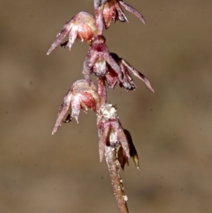 Corunastylis laminata at Falls Creek, NSW - 26 Apr 2014