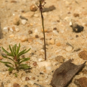 Corunastylis laminata at Yerriyong, NSW - suppressed