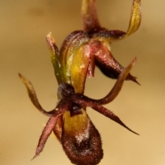 Corunastylis laminata at Yerriyong, NSW - suppressed