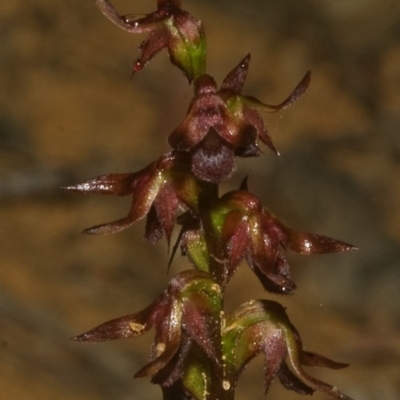Corunastylis laminata (Red Midge Orchid) at Jerrawangala National Park - 24 Feb 2008 by AlanS