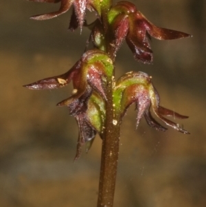 Corunastylis laminata at Yerriyong, NSW - suppressed