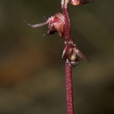 Corunastylis laminata (Red Midge Orchid) at Bomaderry, NSW - 6 Mar 2010 by AlanS