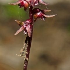 Corunastylis laminata (Red Midge Orchid) at North Nowra, NSW - 13 Mar 2012 by AlanS