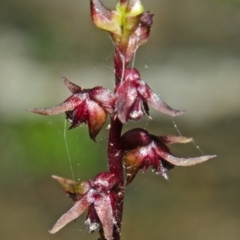 Corunastylis laminata at Bomaderry Creek Regional Park - suppressed