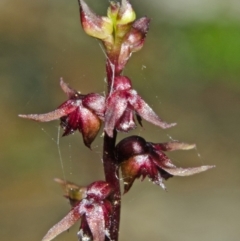 Corunastylis laminata at Bomaderry Creek Regional Park - suppressed