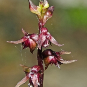 Corunastylis laminata at Bomaderry Creek Regional Park - 14 Mar 2012