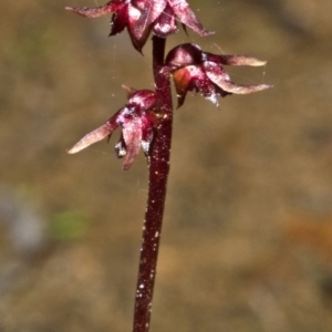 Corunastylis laminata at Bomaderry Creek Regional Park - suppressed