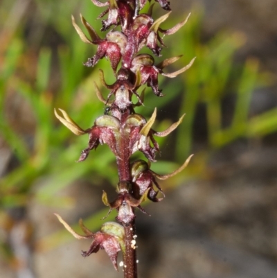 Corunastylis laminata (Red Midge Orchid) at Yerriyong, NSW - 29 Mar 2013 by AlanS