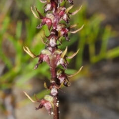 Corunastylis laminata (Red Midge Orchid) at Yerriyong, NSW - 29 Mar 2013 by AlanS