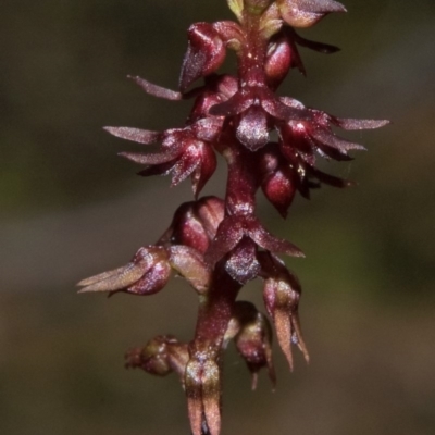 Corunastylis laminata (Red Midge Orchid) at Falls Creek, NSW - 31 Mar 2011 by AlanS