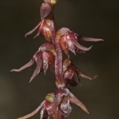Corunastylis laminata (Red Midge Orchid) at Beecroft Peninsula, NSW - 25 Feb 2008 by AlanS
