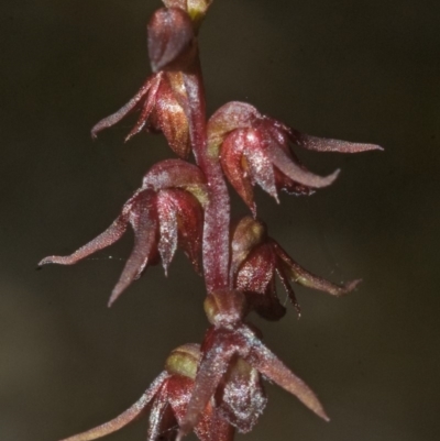 Corunastylis laminata (Red Midge Orchid) at Beecroft Peninsula, NSW - 24 Feb 2008 by AlanS