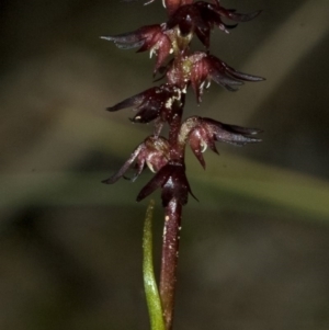 Corunastylis laminata at Tomerong, NSW - 3 May 2010