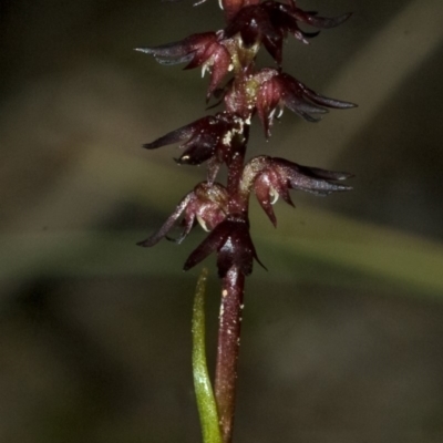 Corunastylis laminata (Red Midge Orchid) at Tomerong, NSW - 2 May 2010 by AlanS