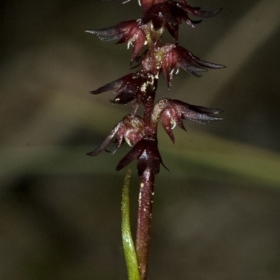 Corunastylis laminata (Red Midge Orchid) at Tomerong, NSW - 3 May 2010 by AlanS