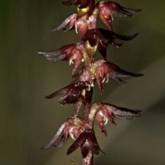 Corunastylis laminata at Tomerong, NSW - 3 May 2010