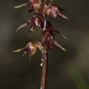 Corunastylis laminata at Falls Creek, NSW - suppressed