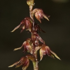 Corunastylis laminata at Falls Creek, NSW - 10 Mar 2010