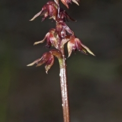 Corunastylis laminata at Falls Creek, NSW - suppressed