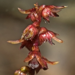 Corunastylis nuda at Moollattoo, NSW - suppressed
