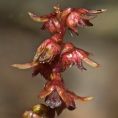 Corunastylis nuda (Tiny Midge Orchid) at Moollattoo, NSW - 24 Feb 2012 by AlanS