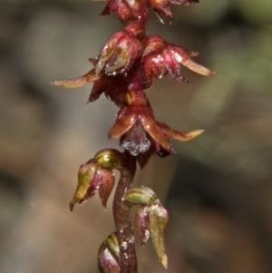 Corunastylis nuda at Moollattoo, NSW - suppressed