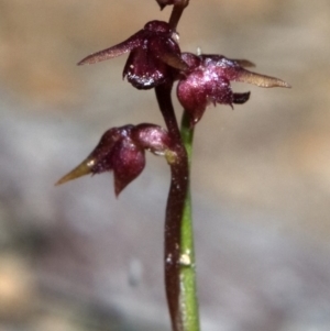 Corunastylis nuda at Yerriyong, NSW - suppressed