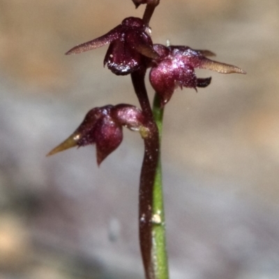 Corunastylis nuda (Tiny Midge Orchid) at Yerriyong, NSW - 26 Apr 2010 by AlanS