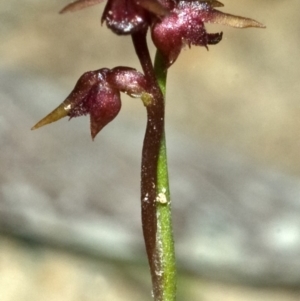 Corunastylis nuda at Yerriyong, NSW - suppressed