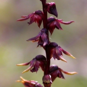 Corunastylis nuda at Yerriyong, NSW - suppressed