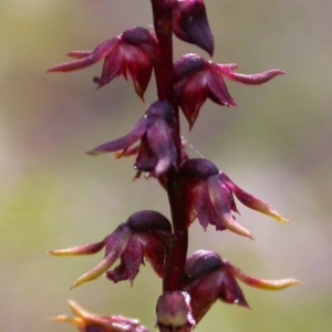 Corunastylis nuda at Yerriyong, NSW - suppressed