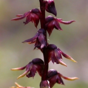 Corunastylis nuda at Yerriyong, NSW - suppressed